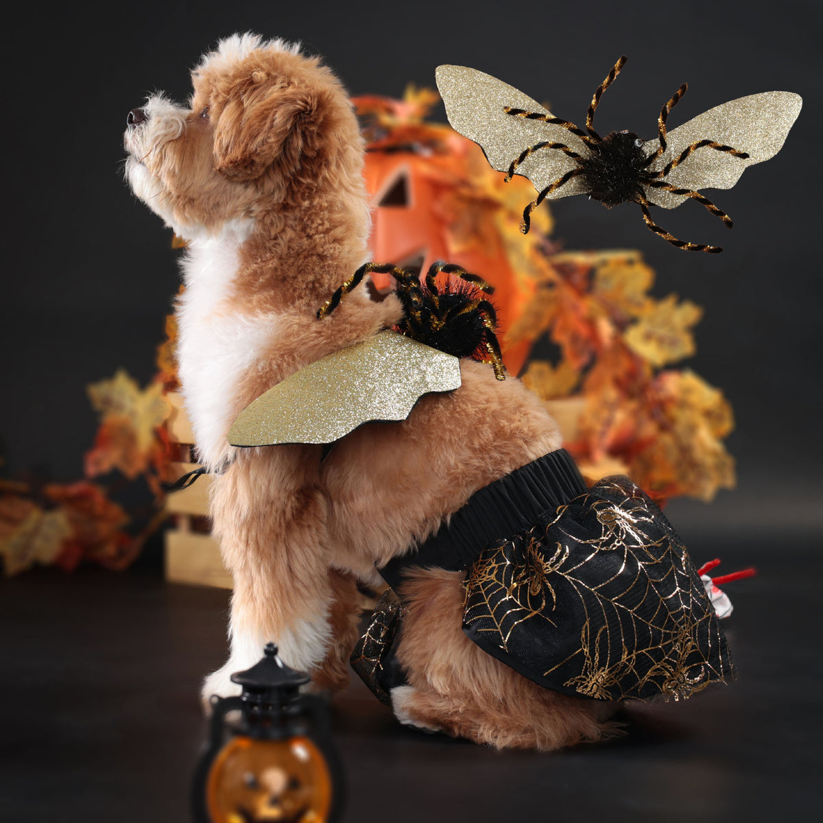 Halloween Pet Dog Costume, Spooky Spider Wings Transformation Dress Set