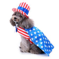 Funny Dog Halloween Costume – Novelty Pet Dress-Up Outfit